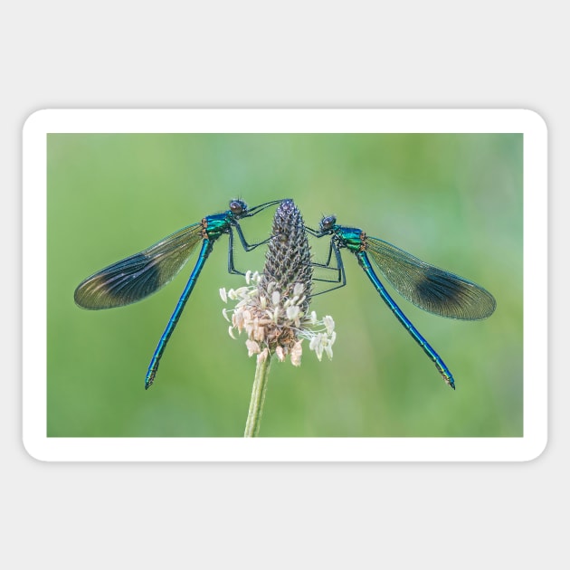 Two Male Banded Demoiselles on Plantain Stalk Sticker by TonyNorth